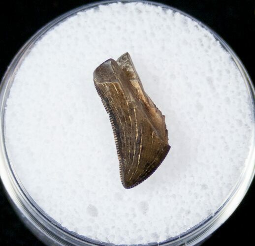 Partial Tyrannosaur Tooth - Montana #17566